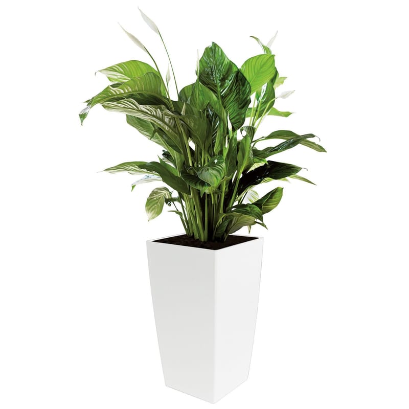 PLANT MAINTENANCE AND RENTAL SERVICES