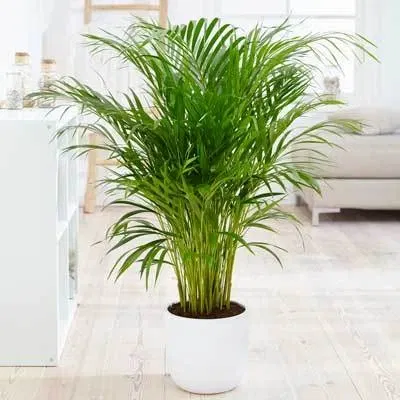 Servicii de intretinere si inchiriere plante