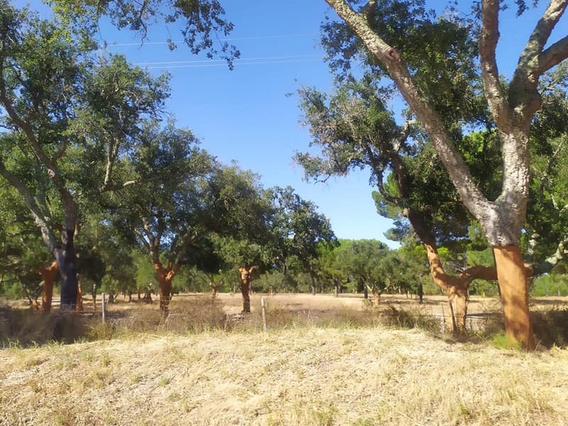 Cork Forest Experience in Alentejo