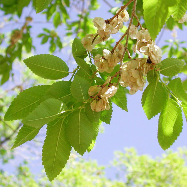 Siberian Elm Monograph