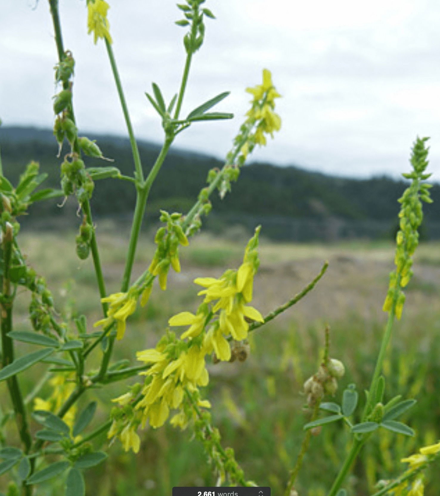 Sweet Clover Monograph