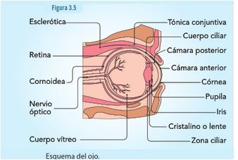 El ojo