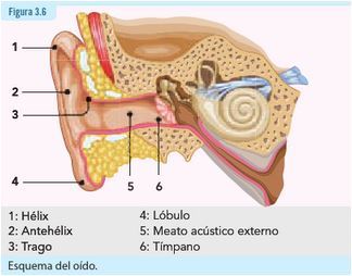 Audición