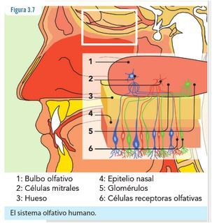 Olfato