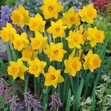 LA FETE DE JONQUILLES   חג הנרקיסים