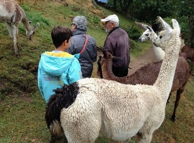 LA MONTAGNE DE LAMAS ET ALPAGAS, LE COUCHETAT    חוות הלאמות והאלפקות