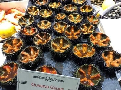 OURCINS קיפודי-ים, לא מה שחשבתם