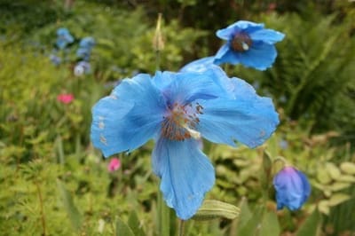 'הגן הקסום בברשיגראנז