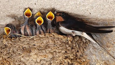 מה מבשרת סנונית אחת, את בוא האביב או את בוא הסתיו