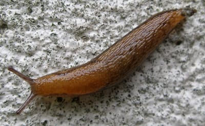 L'ANNONCIATION DE LIMACE    בְּשוֹרַת הָחַשוּפִית