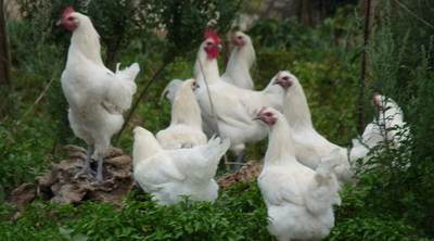 קוֹק-אוֹ-וַאן    COQ-AU-VIN
