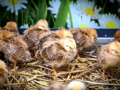 פּוּסַאן דֶה לָה וַואנְצֶנוּ     POUSSIN DE LA WANTZENAU