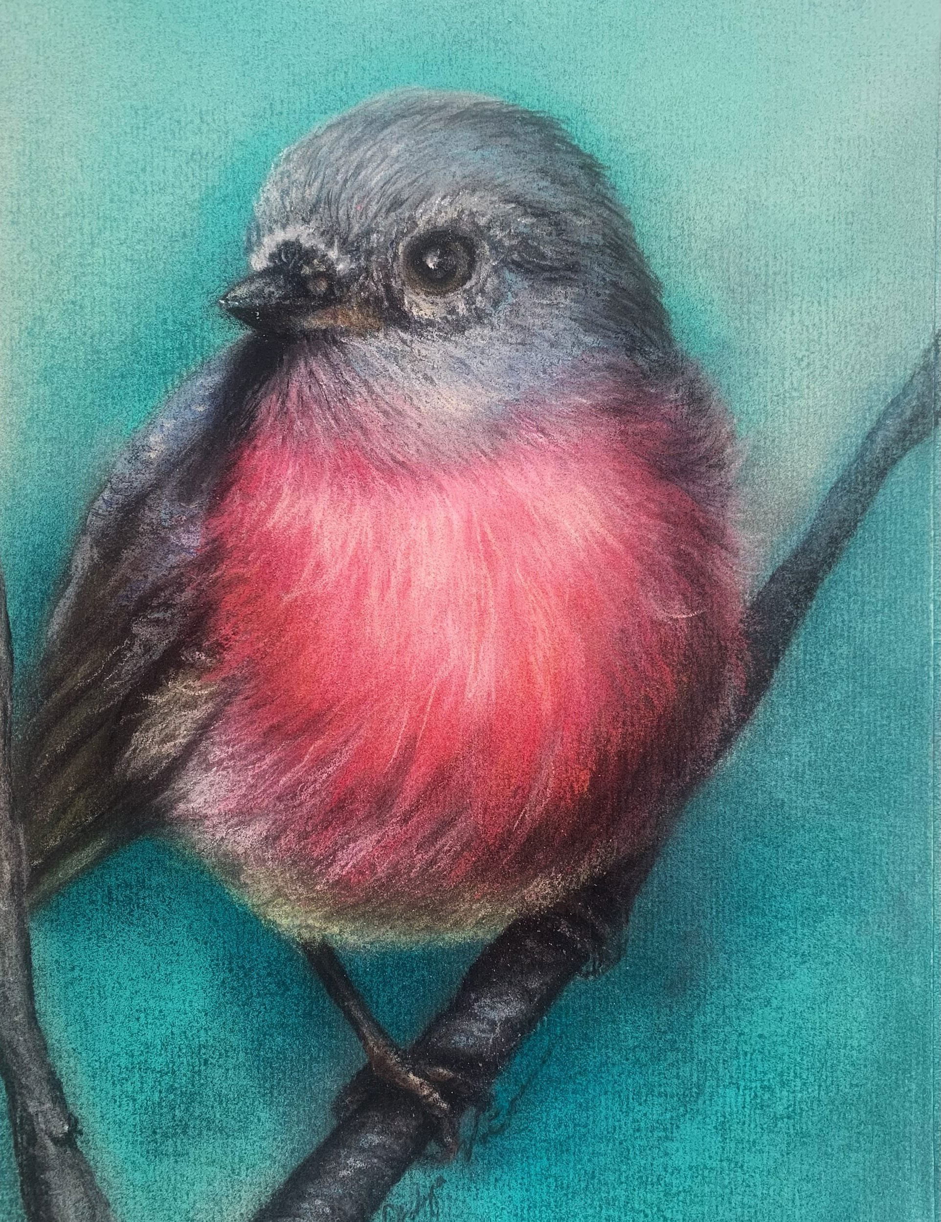 Pink Robin