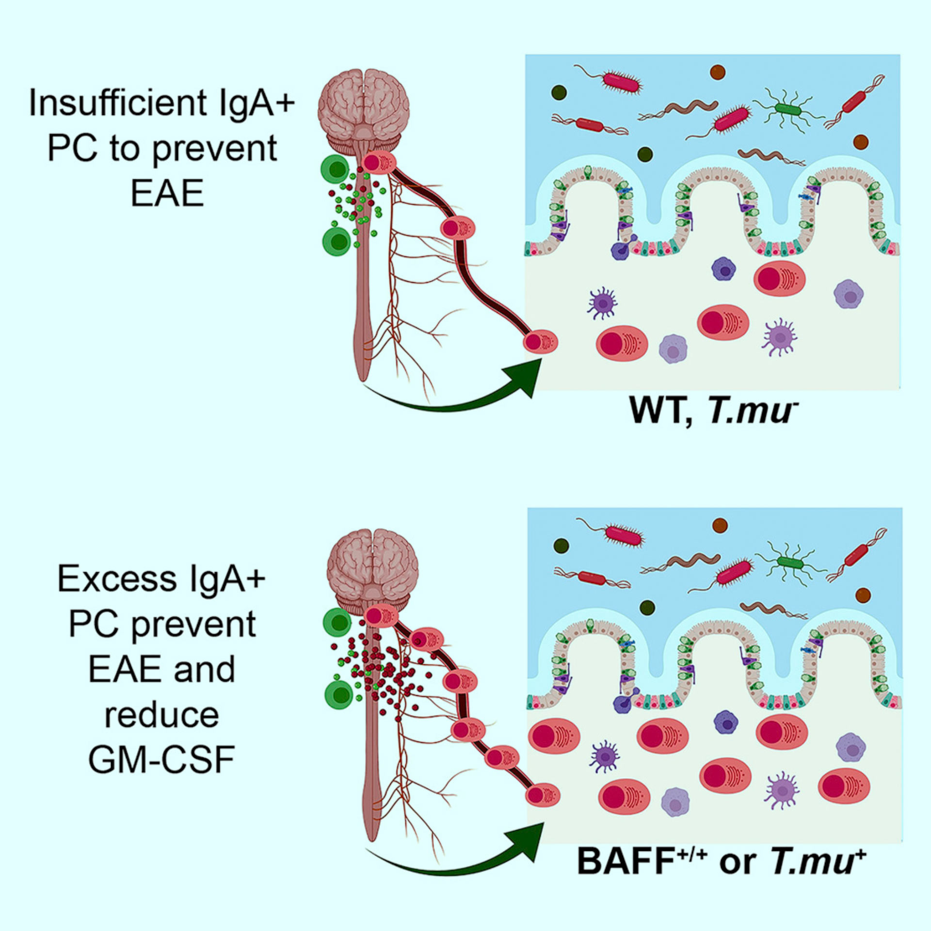 Gut-Derived Immune Cells Reduce Brain Inflammation in Multiple Sclerosis