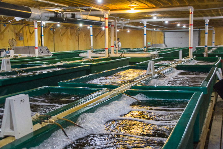 No. 4: Recirculating Aquaculture Systems (RAS)