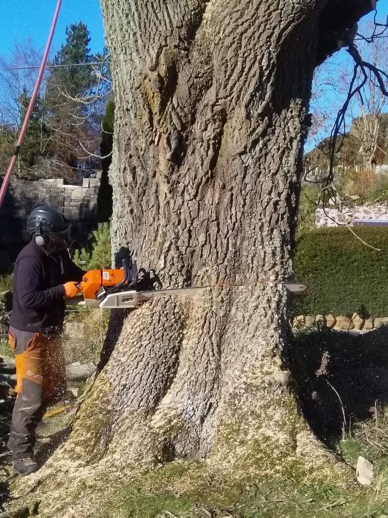 Tree Services