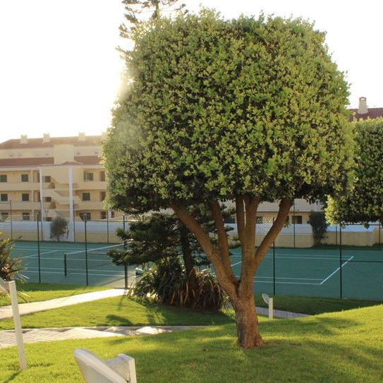 Ar puro e ambiente tranquilo!