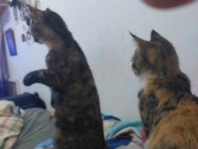 עיסוי חתולים