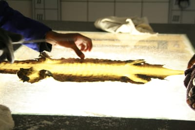 {{trans:60e453fb91fc6739c565349e9621dca5_1}} image