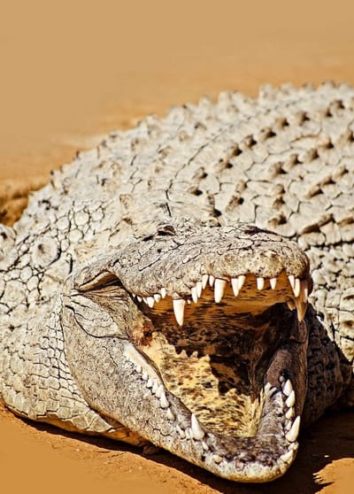 {{trans:606302eafb66a2bbe06c25343f3d5e74_1}} image