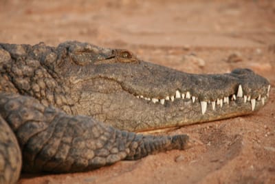 {{trans:606302eafb66a2bbe06c25343f3d5e74_1}} image