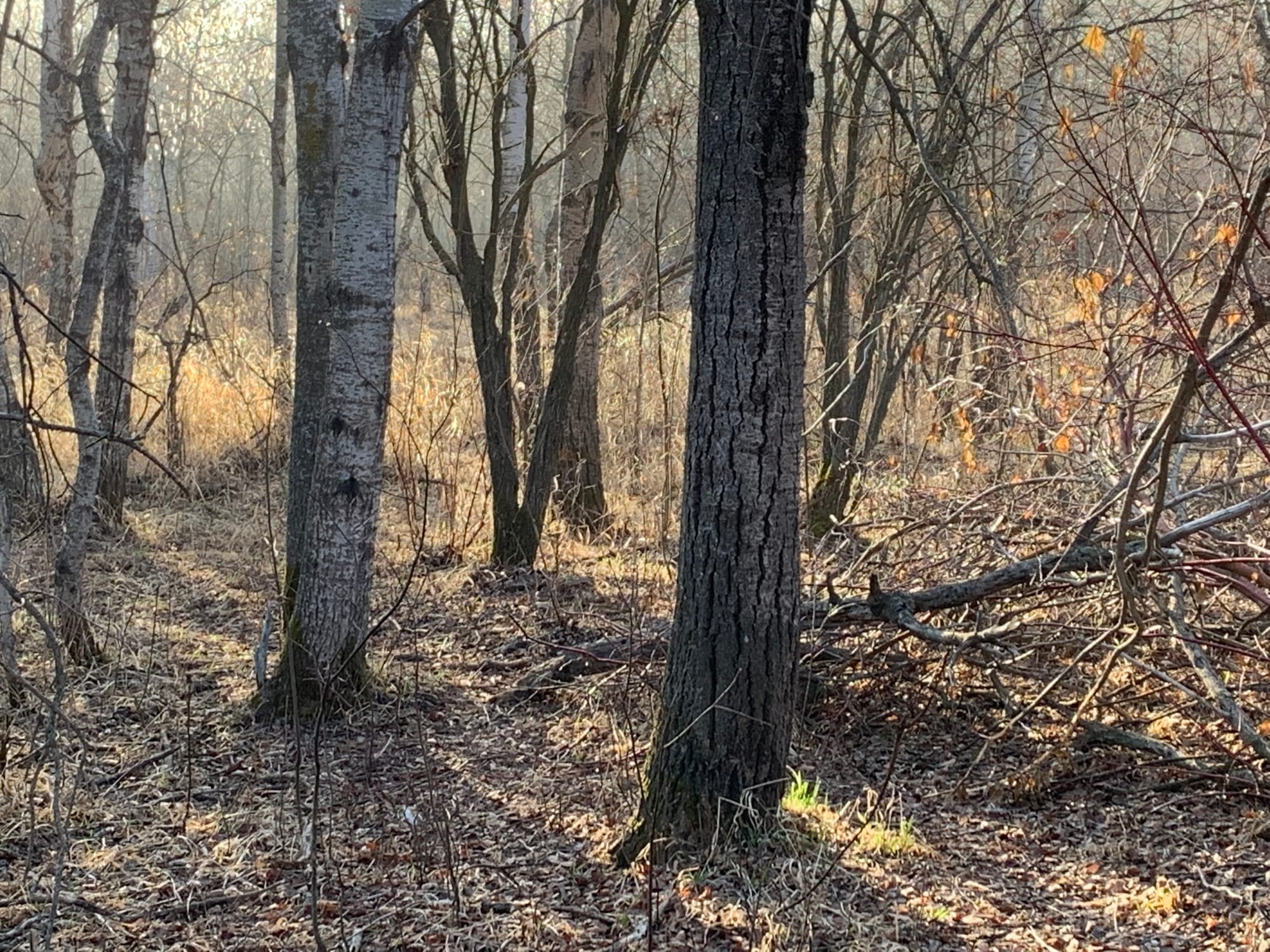 Richard St. Barbe Baker Afforestation Area