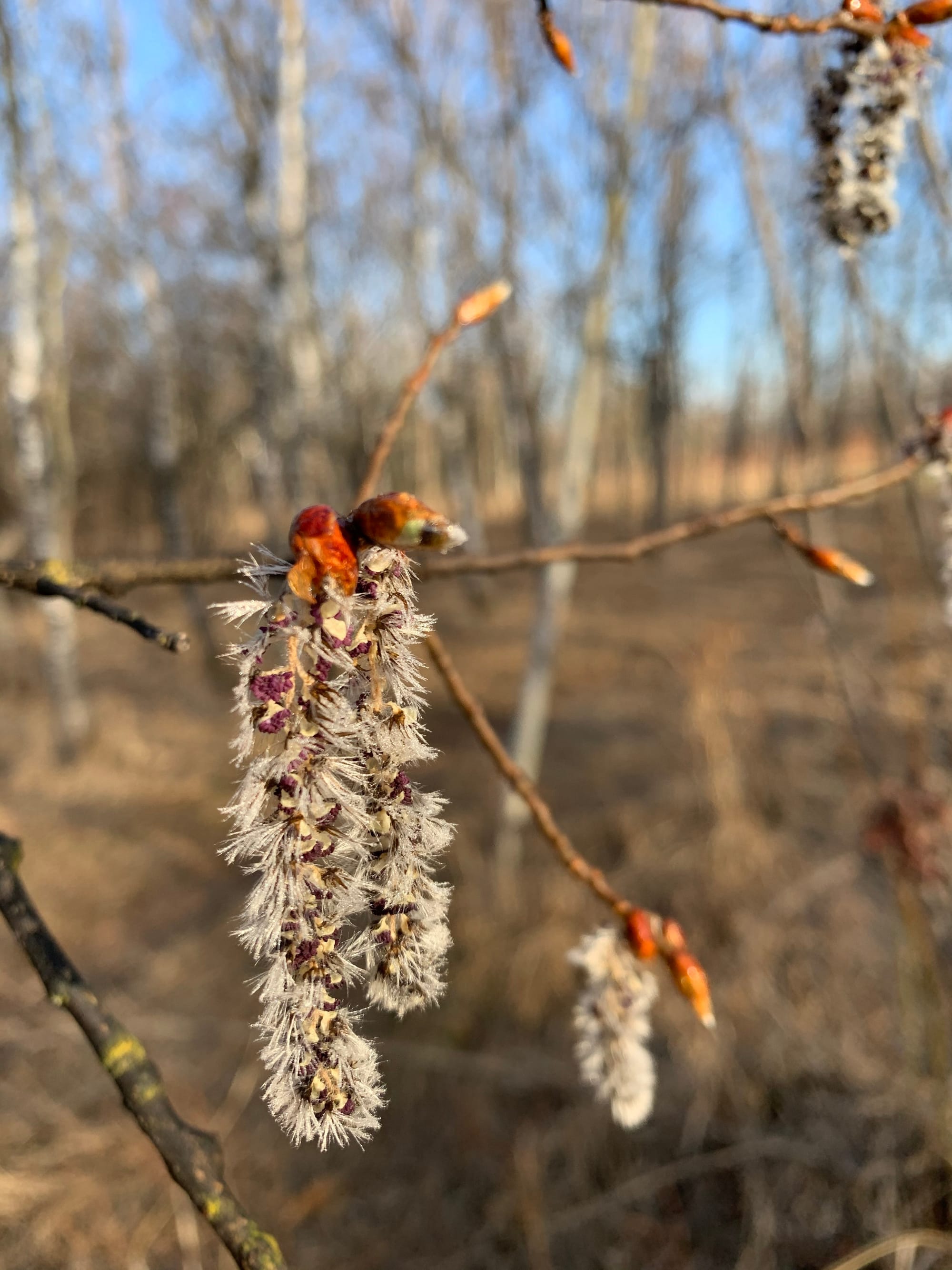 Spring Catkin