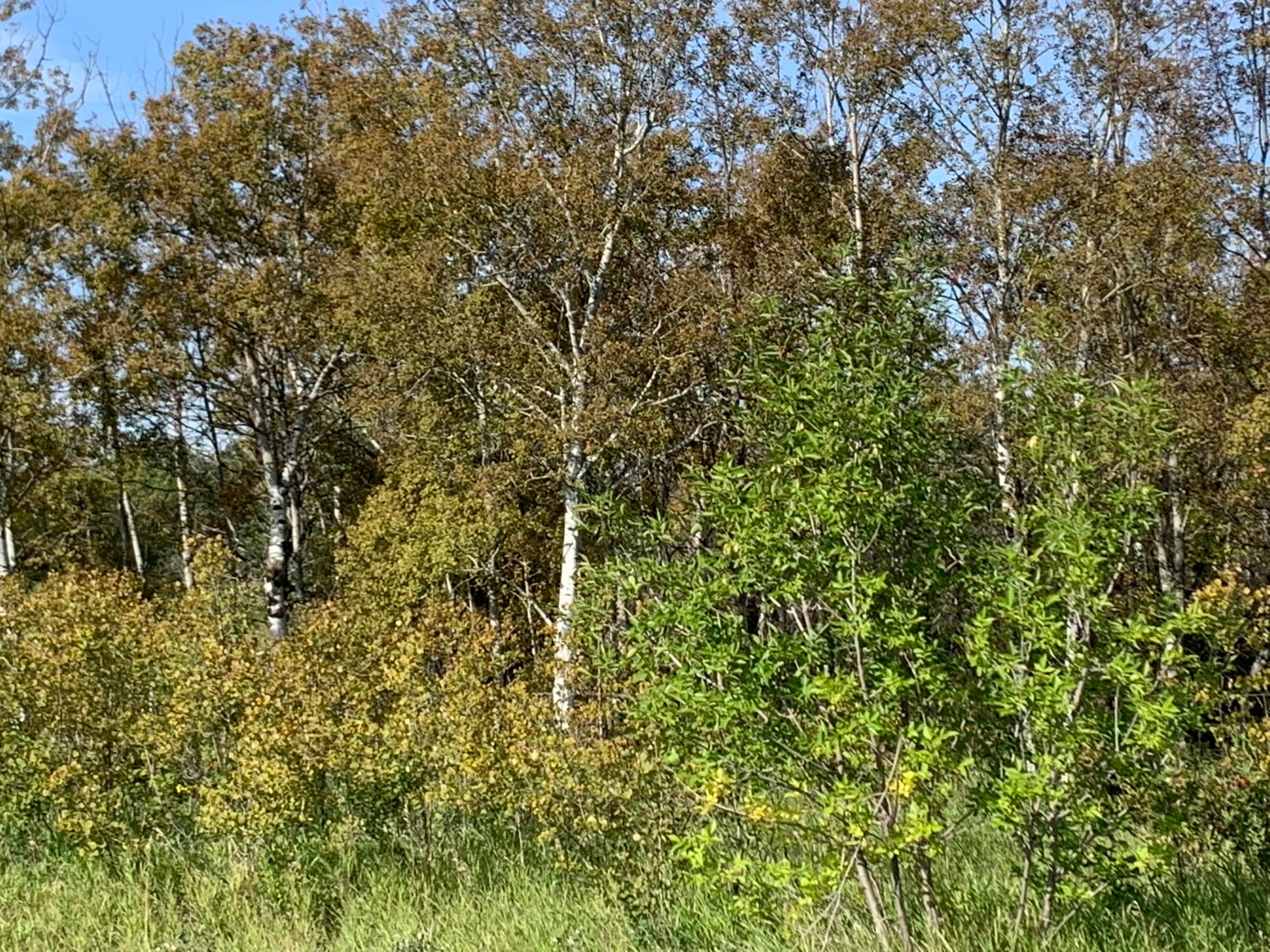 The Afforestation Area