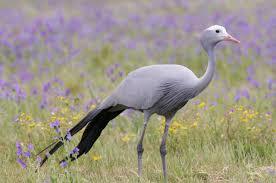 Bird Waching
