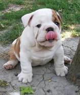 ANIMALI
