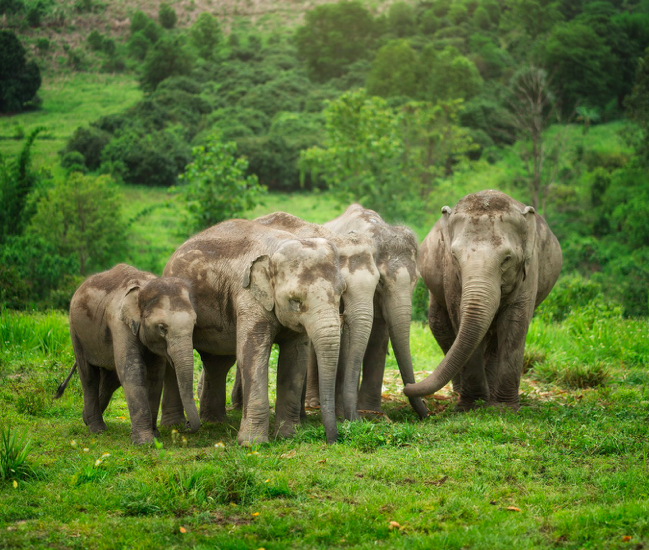 ELEPHANT JUNGLE SANCTUARY