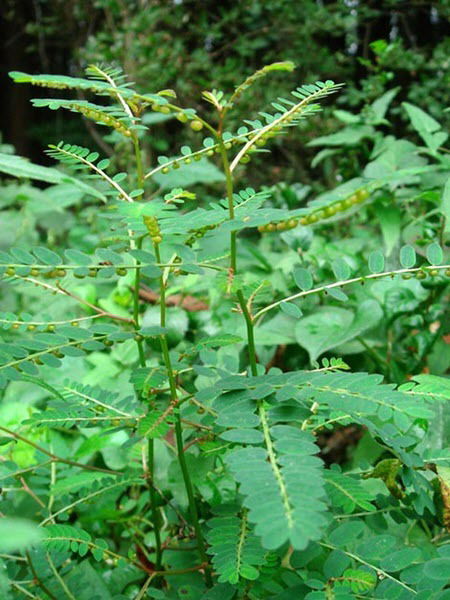 Diệp hạ ch&acirc;u (ch&oacute; đẻ răng cưa) - Tr&agrave; H&ugrave;ng Ph&aacute;t