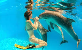 Le chant du dauphin image