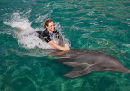 Le chant du dauphin image