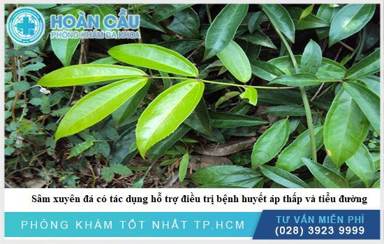 Cách nhận biết đặc điểm của sâm xuyên đá