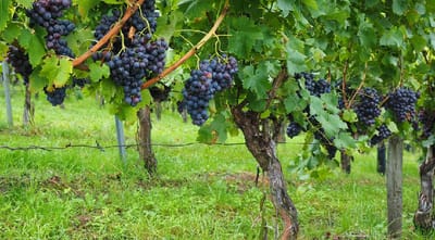 Blog 16: How and Why Does God Prune?