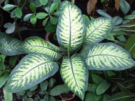 (Dieffenbachia spp. - Pela puerco, Lotería, Dumbcane, Millonaria)