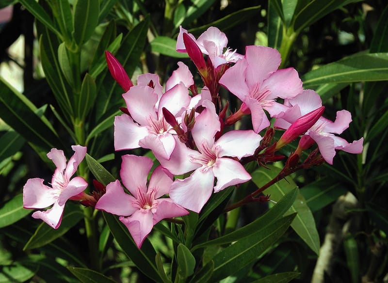 (Nerium oleander - Adelfa, Tabogana, Baladre o Trinitaria)