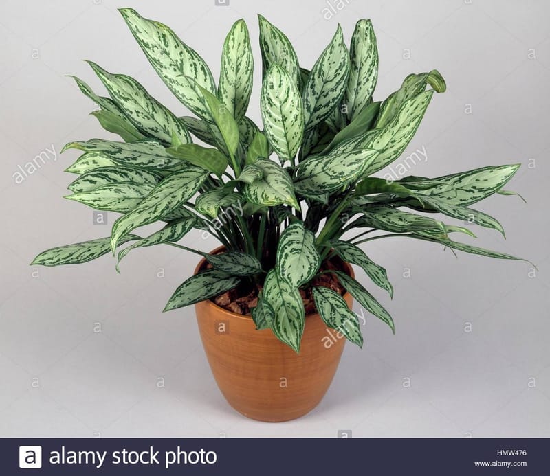 Aglaonema (Treubii Aglaonema cocommutatu)