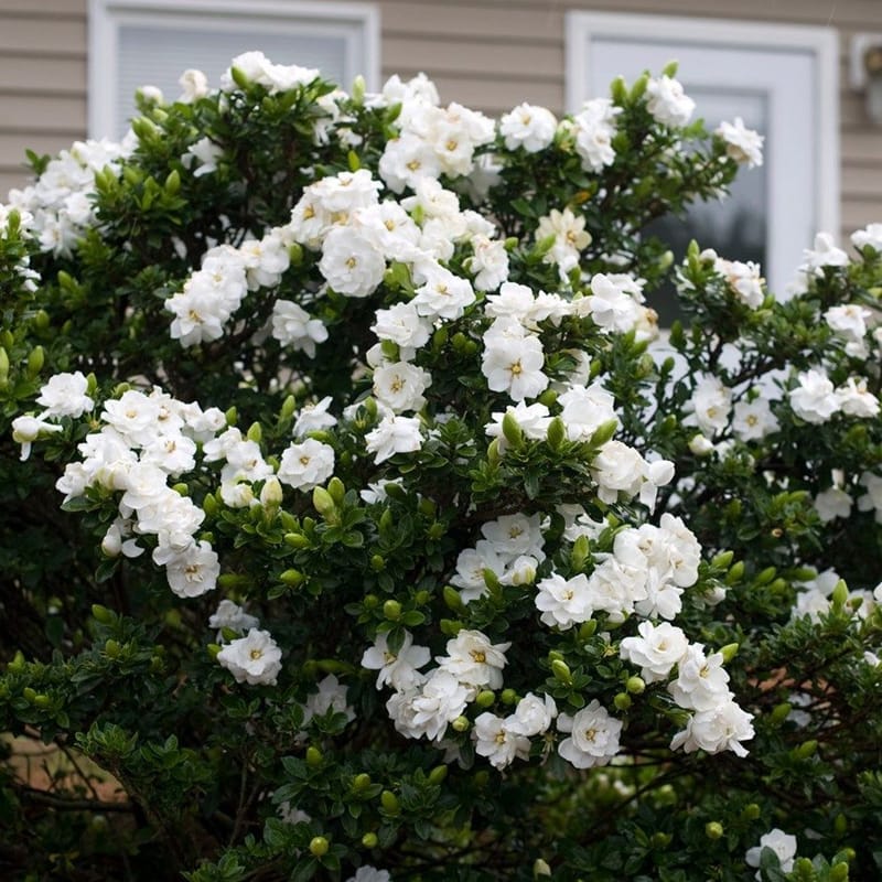 Gardenia (Jasminoides)