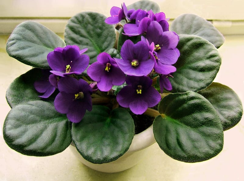 Planta Violeta (Saintpaulia ionantha)