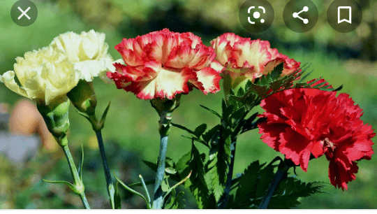 Los claveles (Dianthus)