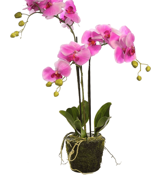 Las orquídeas