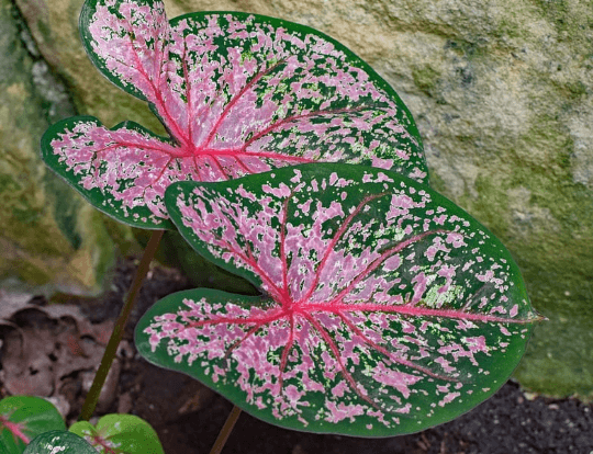 Los caladium