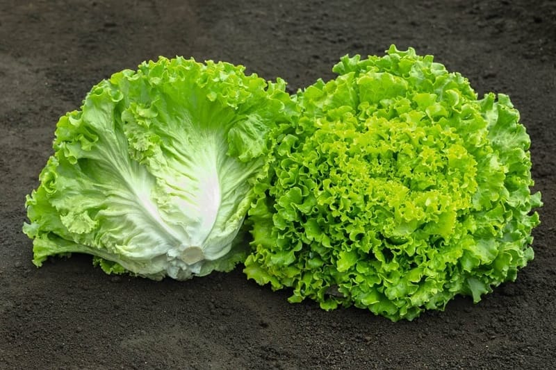 LECHUGA