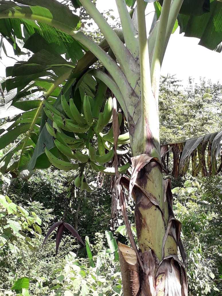 Plátano