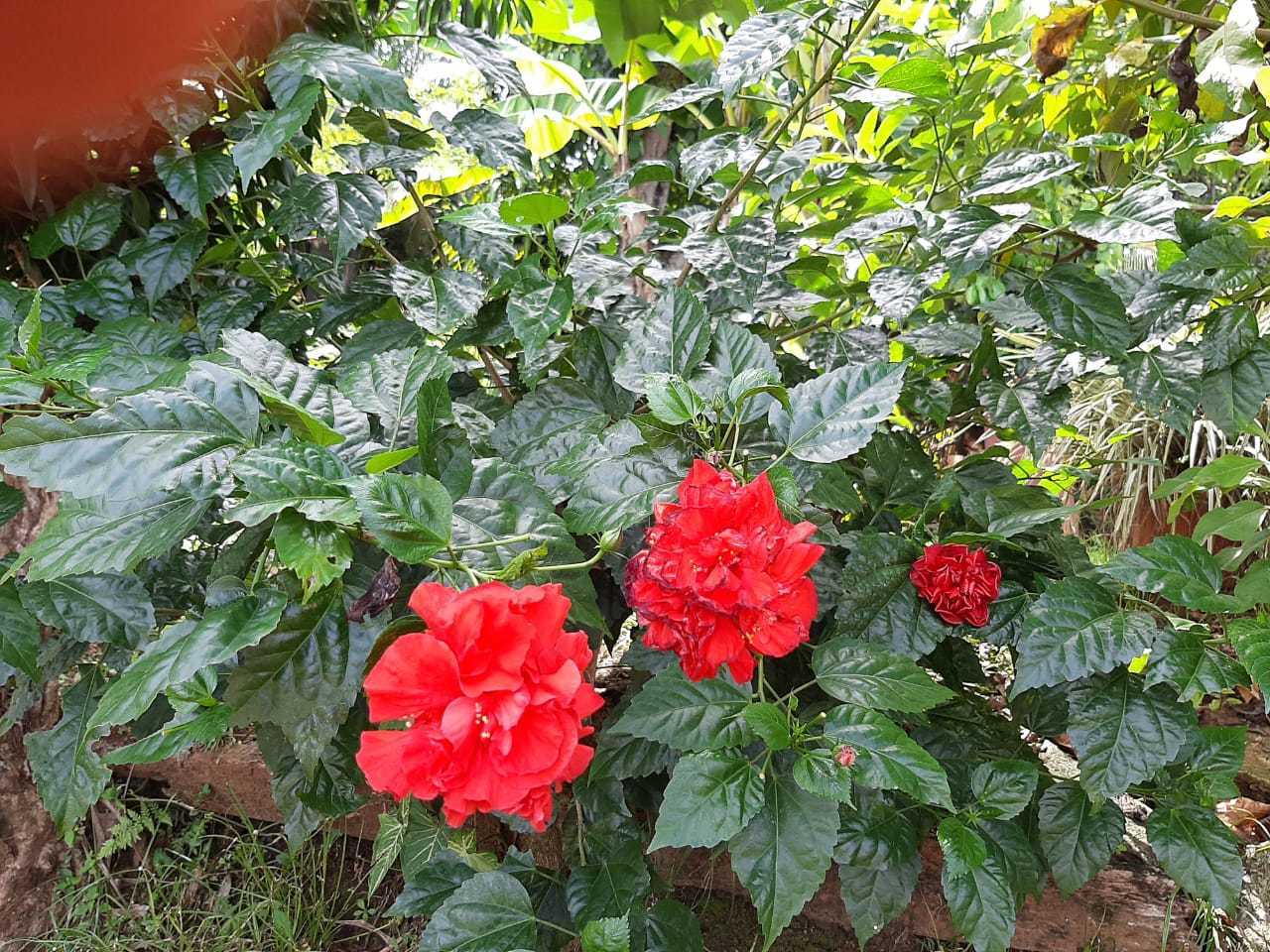 Papo rojo