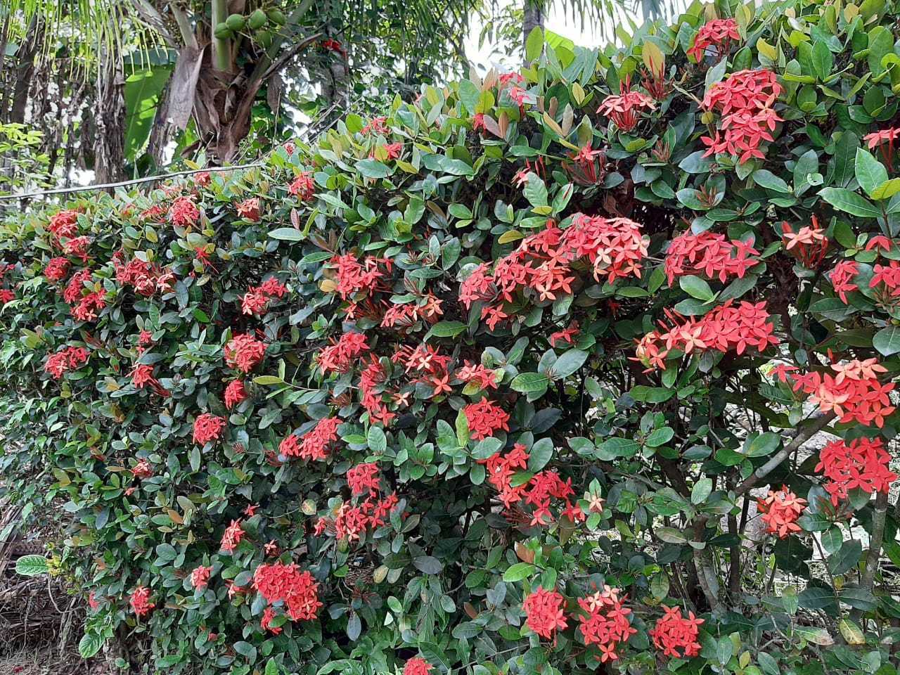 Ixora