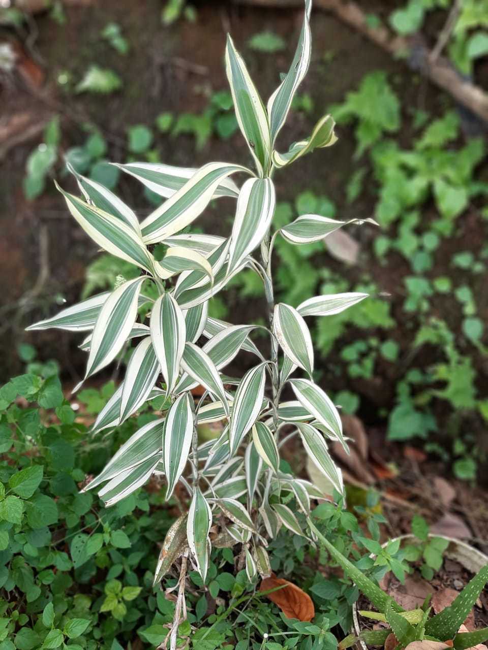 Dracena blanca