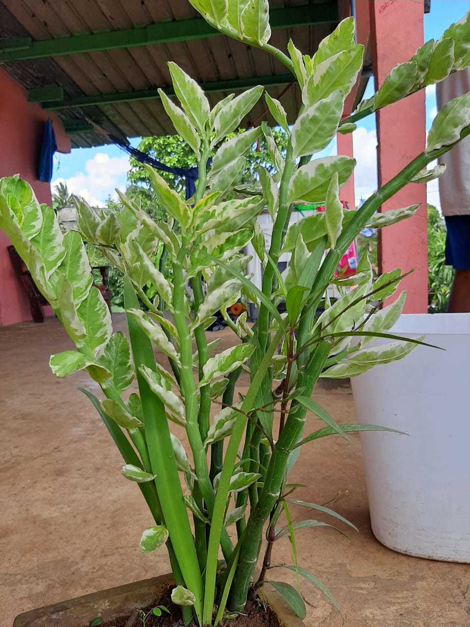 Piel de niño